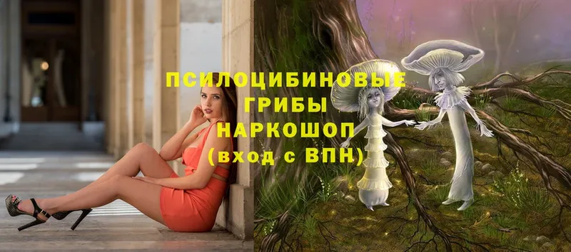 цена наркотик  Бахчисарай  Псилоцибиновые грибы Psilocybe 